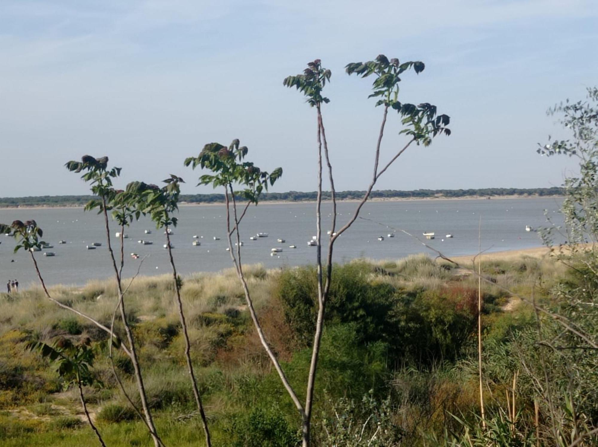 Apartamento Crucero 2, La Jara Sanlúcar de Barrameda Dış mekan fotoğraf